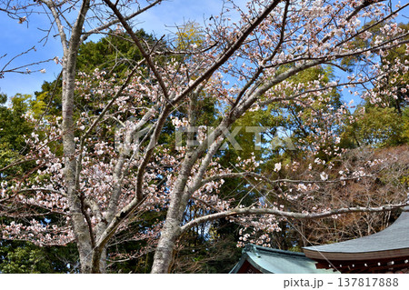 南禅寺禅センターの桜 137817888