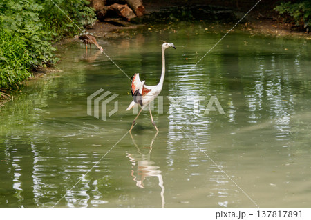 beautiful pink flamingos with beak and loose wings beautiful pink flamingos with beak and loose wings 137817891