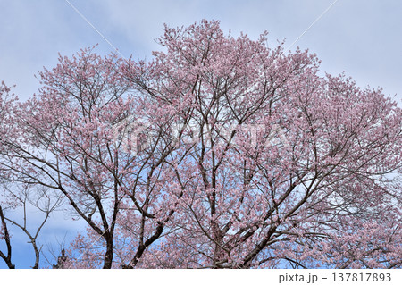 南禅寺禅センターの桜 137817893