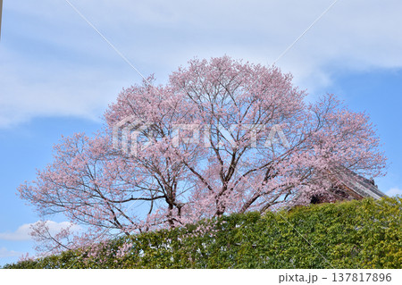 南禅寺禅センターの桜 南禅寺禅センターの桜 137817896