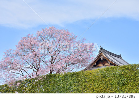 南禅寺禅センターの桜 南禅寺禅センターの桜 137817898