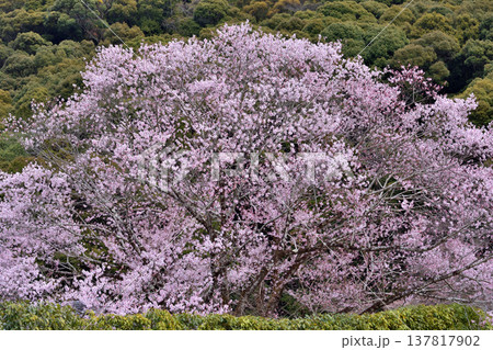 南禅寺禅センターの桜 137817902