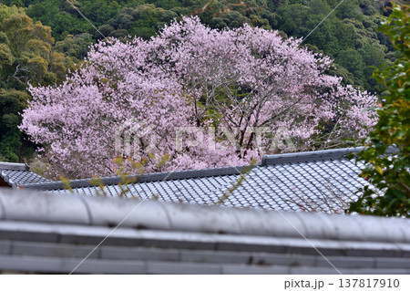 南禅寺禅センターの桜 南禅寺禅センターの桜 137817910