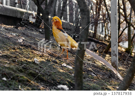 beautiful yellow golden pheasant beautiful yellow golden pheasant 137817938