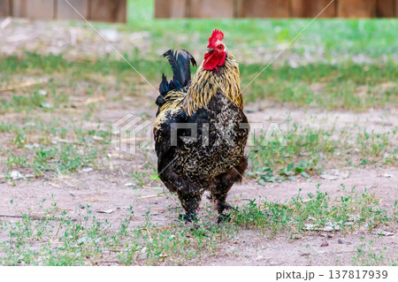 beautiful cock on grass background beautiful cock on grass background 137817939