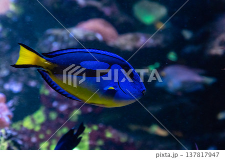 beautiful fish Regal Tang 137817947