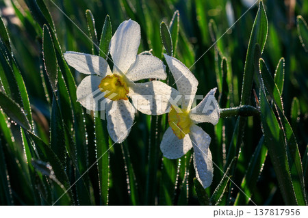 beautiful summer Poeticus daffodils beautiful summer Poeticus daffodils 137817956