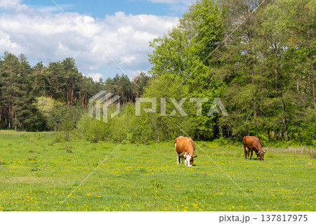 a green glade on which to graze cows a green glade on which to graze cows 137817975