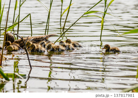 duck with ducklings swimming on the water body 137817981