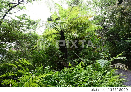 金作原原生林 奄美群島国立公園 世界自然遺産 奄美大島を代表する森 金作原原生林 奄美群島国立公園 世界自然遺産 奄美大島を代表する森 137818099