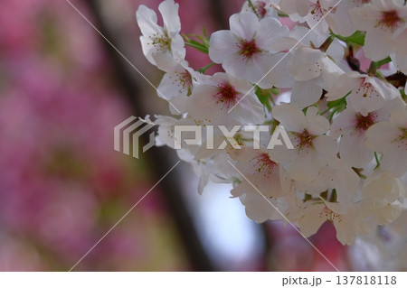 春爛漫満開 春爛漫満開 137818118