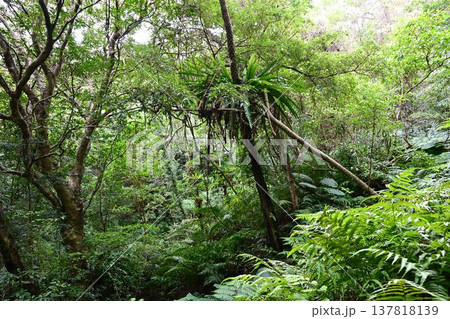 金作原原生林 奄美群島国立公園 世界自然遺産 奄美大島を代表する森 金作原原生林 奄美群島国立公園 世界自然遺産 奄美大島を代表する森 137818139