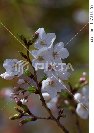 春爛漫満開 137818155