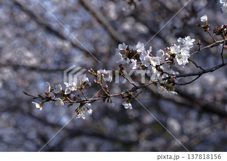 春爛漫満開 137818156