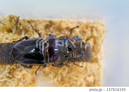 木の上のタランドゥスオオツヤクワガタ 木の上のタランドゥスオオツヤクワガタ 137818193