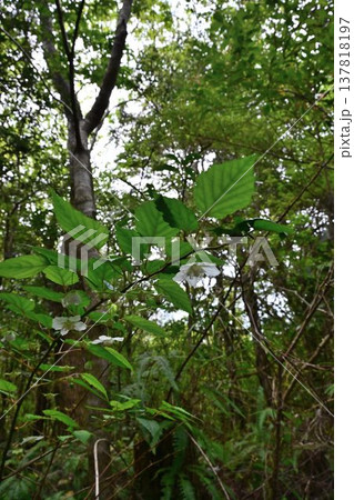 金作原原生林　奄美群島国立公園　世界自然遺産　奄美大島を代表する森　 137818197