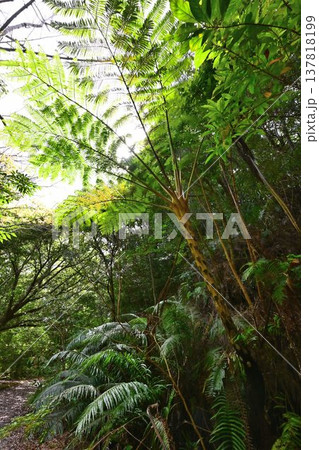 金作原原生林 奄美群島国立公園 世界自然遺産 奄美大島を代表する森 金作原原生林 奄美群島国立公園 世界自然遺産 奄美大島を代表する森 137818199