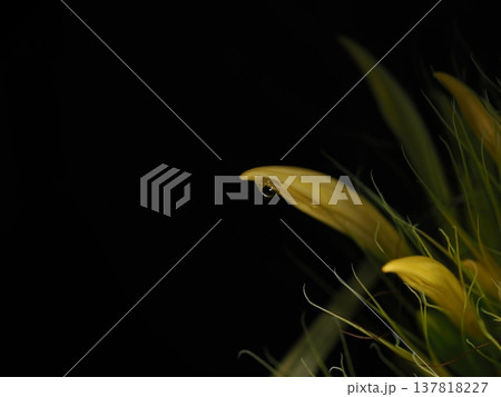 ​植物館の温室で撮影された雫を纏う黄色い花びらのマクロ写真 137818227