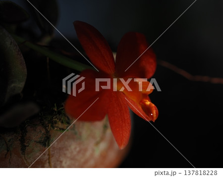 ​植物館で撮影された雫の滴るオレンジ色の花のマクロ写真 137818228