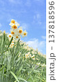 青空に向かって咲くスイセン 137818596