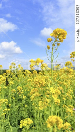 菜の花畑と青い空 137818597