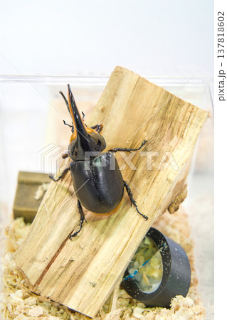 木の上のサタンオオカブト 137818602