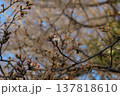 靖国神社の標本木の1輪だけ咲いた桜（2026年3月17日） 137818610