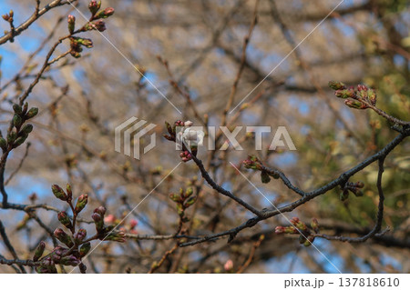 靖国神社の標本木の1輪だけ咲いた桜（2026年3月17日） 137818610