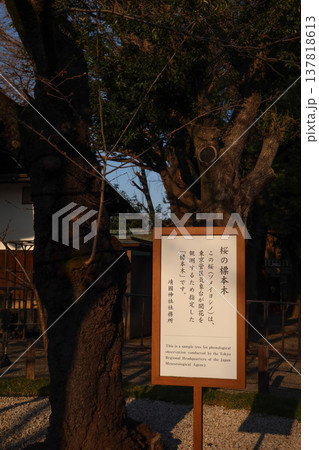 靖国神社の標本木の案内板（2026年3月17日） 137818613