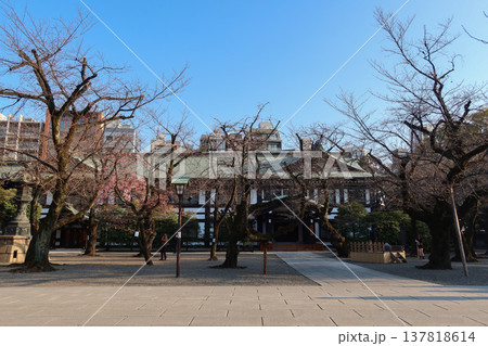靖国神社の開花直前の桜（2026年3月17日） 137818614