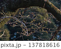 千鳥ヶ淵の桜の蕾（2026年3月17日） 137818616