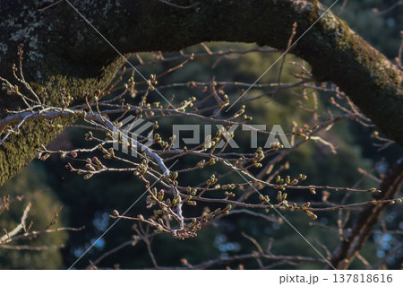 千鳥ヶ淵の桜の蕾(2026年3月17日) 千鳥ヶ淵の桜の蕾(2026年3月17日) 137818616