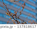 千鳥ヶ淵の桜の蕾（2026年3月17日） 137818617