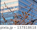 千鳥ヶ淵の桜の蕾（2026年3月17日） 137818618