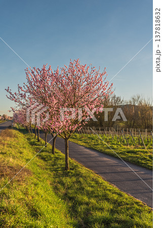 Almond blossom along the German Wine Route, Bad Durkheim, Rhineland-Palatinate, Germany Almond blossom along the German Wine Route, Bad Durkheim, Rhineland-Palatinate, Germany 137818632