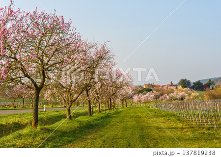 Almond blossoms in Gimmeldingen along the German Wine Route, Rhineland-Palatinate, Germany Almond blossoms in Gimmeldingen along the German Wine Route, Rhineland-Palatinate, Germany 137819238