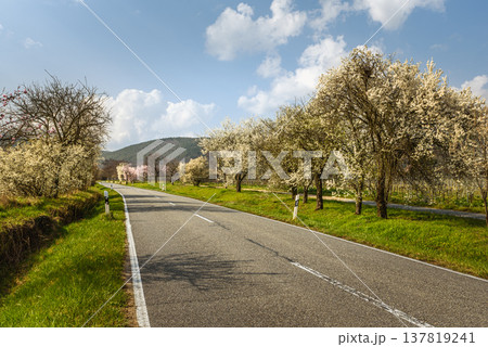 Almond blossoms along the German Wine Route near Neustadt an der Weinstrasse, Germany 137819241