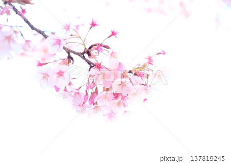 桜の花と白背景　ハチスカザクラ（カンヒザクラ系） 137819245