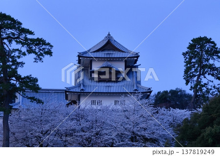 春爛漫満開 137819249