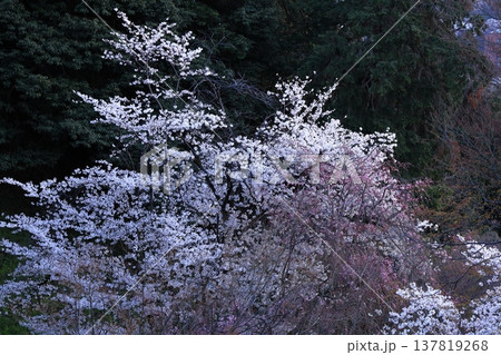 春爛漫満開 春爛漫満開 137819268