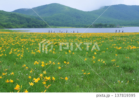 福島の絶景・雄国沼湿原に咲き乱れるニッコウキスゲとハイキングを楽しむ人々 137819395