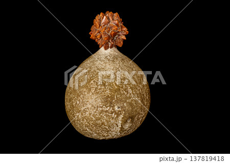 Macro stone Ikaite mineral in rock on a black background Macro stone Ikaite mineral in rock on a black background 137819418