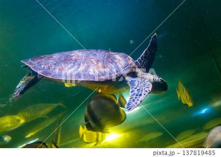 Macro Green Turtle, chelonia mydas Macro Green Turtle, chelonia mydas 137819485