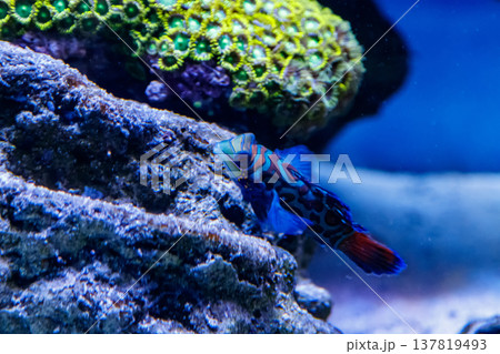 Mandarin fish Synchiropus splendidus 137819493