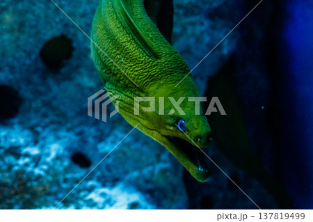 Fish Green Hymnothorax Gymnothorax funebris 137819499