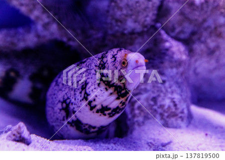 Fish Moray Snow, Moray Snowflake (Echidna nebulosa) 137819500