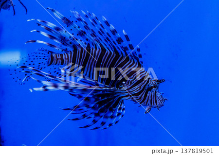Fish Lionfish - Zebra, Pterois volitans 137819501