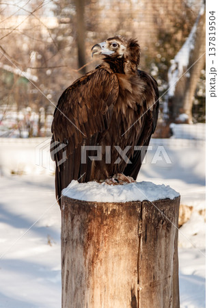 beautiful vultures sit on a stump in the snow beautiful vultures sit on a stump in the snow 137819504