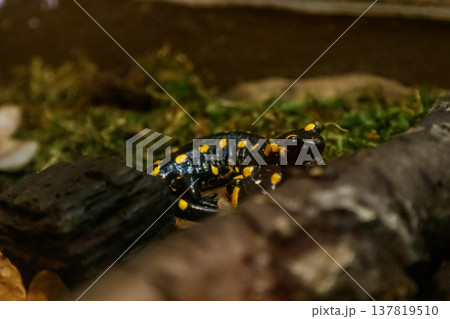 Beautiful lizard in the grass common fire salamander Beautiful lizard in the grass common fire salamander 137819510