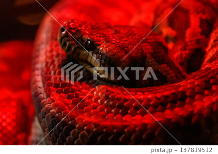 snake coastal carpet python, Morelia spilota mcdowelli 137819512